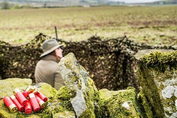 Galleria Wood pigeon hunting: what are the best hunting methods and cartridges?