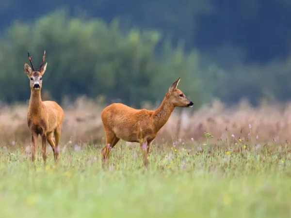 Galleria Tips for ethical roe deer hunting