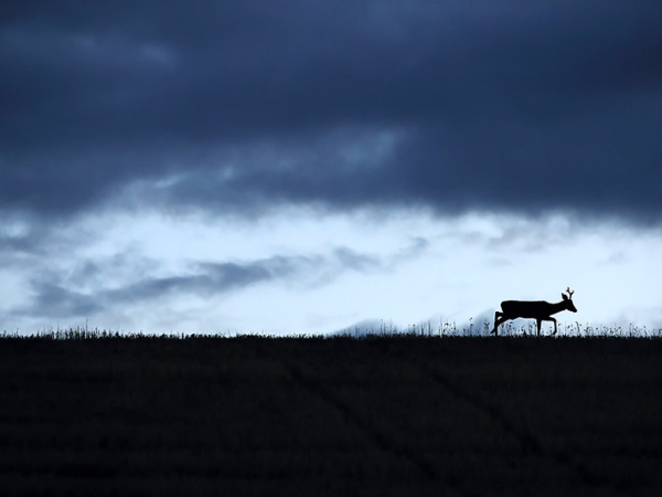 Galleria Roe deer hunting in Europe: a hunt to preserve