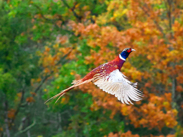 Galleria How to practice pheasant hunting