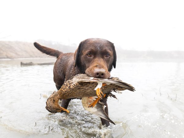 Affinity 3 X Elite Cobalt Gallery