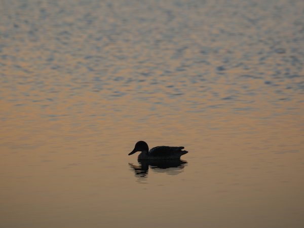 Affinity 3 X LH Black Synt Gallery