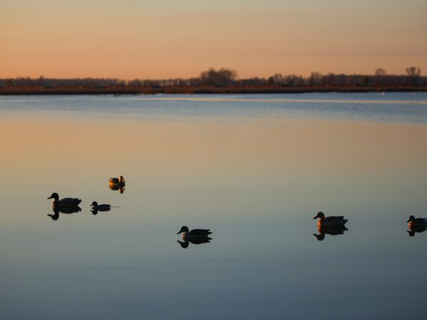 Affinity 3 X Optifade Marsh Gallery