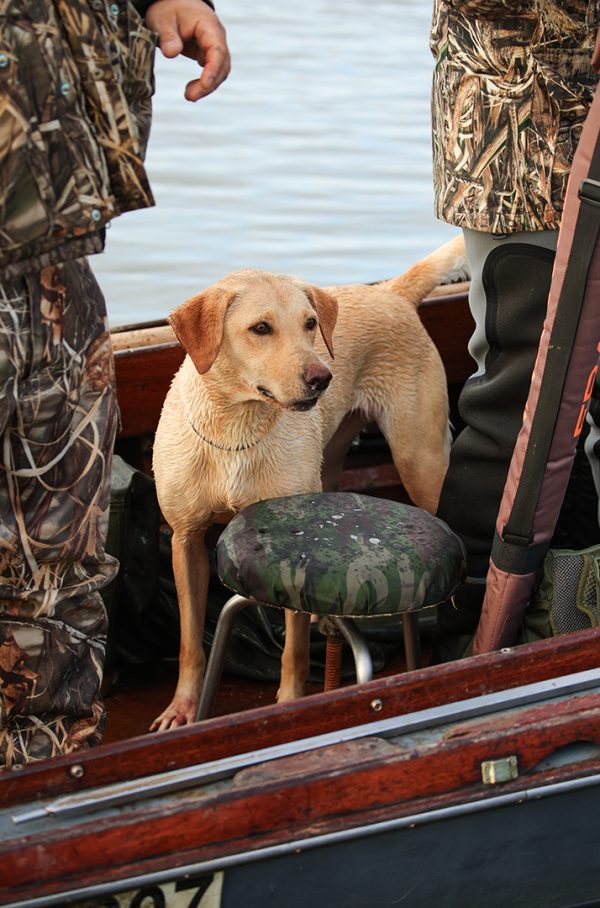 Affinity 3.5 X Optifade Marsh Gallery