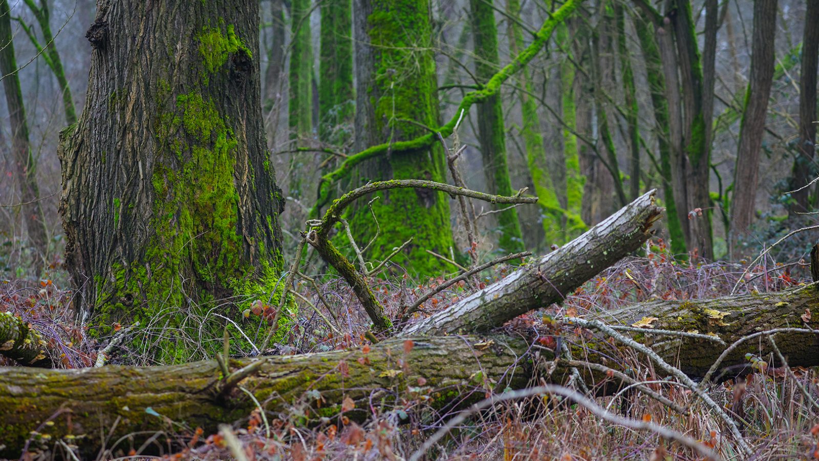 Affinity 3 X Select Gallery