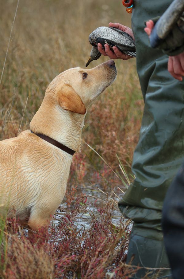 Affinity 3 X LH Black Synt Gallery